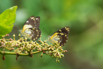 African Common White Butterflies (Belenois creona)