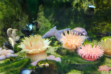 Seastar and anemone stuck to a rock in the ocean