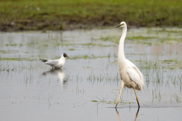 Great Egret by the River Biebrza