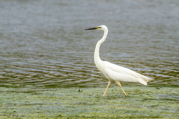 Great Egret by the River Biebrza