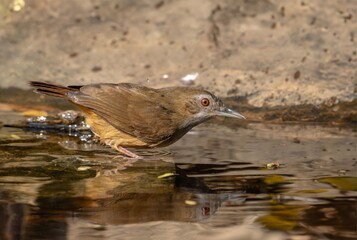 Beautiful brown colored bird in nature Abbott’s Babbler. - obrazy, fototapety, plakaty