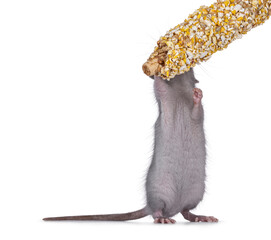 Cute blue young rat, standing on hind paws eating candy. No face, showing belly. Isolated on a white background.