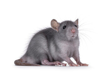 Cute blue young rat, standing side ways. Looking beside camera. Isolated on a white background.