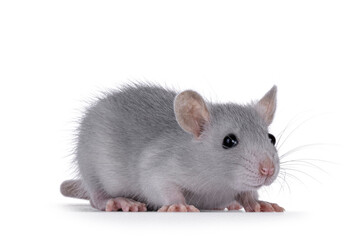 Cute silver young rat, standing side ways. Looking towards camera. Isolated on a white background.