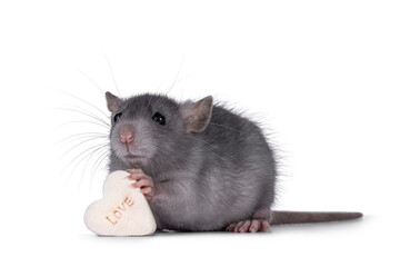 Cute blue young rat, standing side ways holding a heart shaped candy with the taxt love in paws. Looking away from camera. Isolated on a white background.