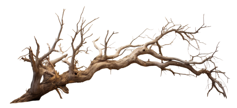 Standing alone majestic leafless tree, cut out