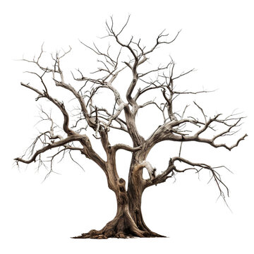 Standing alone majestic leafless tree, cut out
