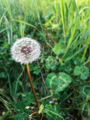 dandelion with clover