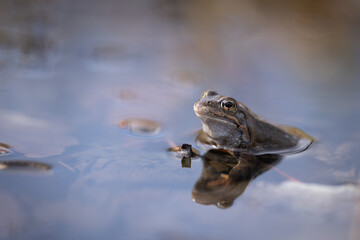 Common frog or grass frog (Rana temporaria). Male common frog during breeding season showing the nuptial pad,  and a blue grey hue.