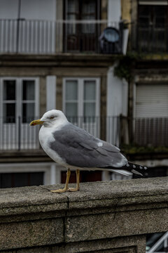Gaivota no parapeito