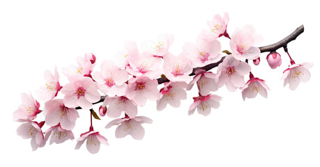 Blossoming cherry branch, cut out