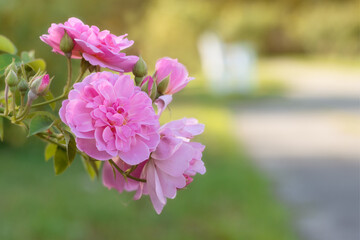 Beautiful pink roses growing along a path in a park
