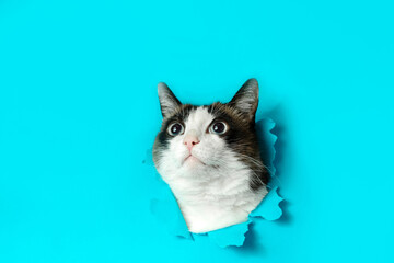 Funny cat breaking through hole in bright blue paper background, looking up at free space, banner