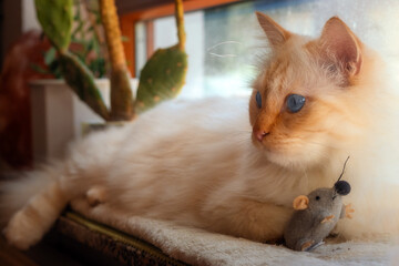 Blue-eyed cat lying on a windowsill with a toy mouse between his paws