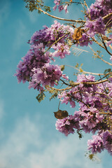 pink cherry blossom