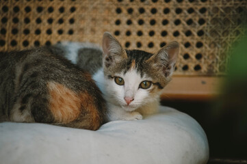 Fototapeta premium cats laying on the couch