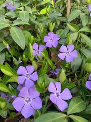 flowers in the garden