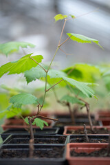 Seedling of grape vine with green leaves in black plastic pot in plant nursery or greenhouse, selective soft focus.
