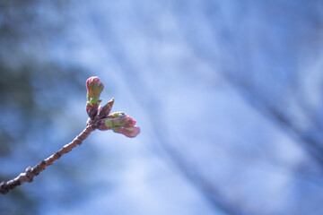 桜の蕾