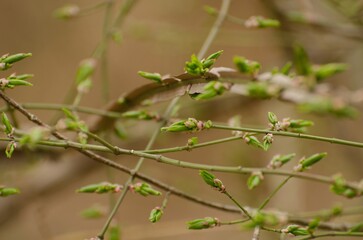 A close up of a tree branch with green leaves and buds