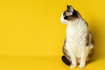 Charming white and grey cat looks interested aside at free space isolated on yellow background, ad...