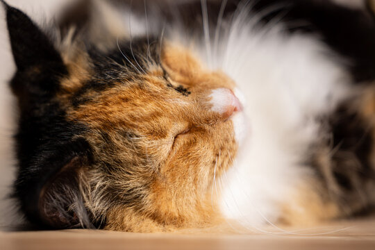 Close up face of sleeping cat, relaxed in warm afternoon sun
