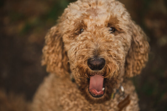 Close up portrait of Groodle breed dog yawning with tongue out