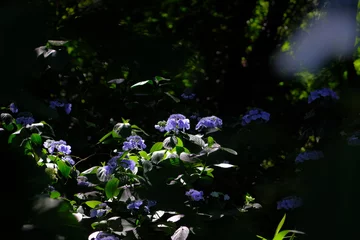 Foto auf Acrylglas 季節の花 © DAI