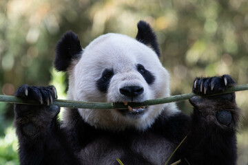 Obraz premium Funny Pose of Giant Panda