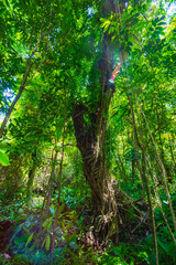 Fototapeta na wymiar Thousand-year-old trees in the Baihualing tropical rain forest in Hainan, China