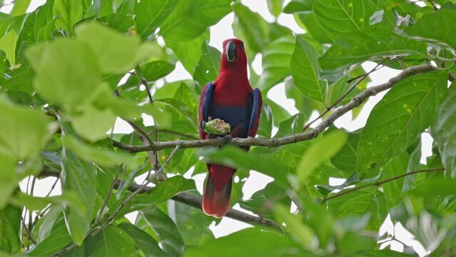 red parrot, Papuan eclectus, red-sided eclectus or New Guinea eclectus, Eclectus roratus, Raja Ampat Biodiversity Nature Resort, Waigo, Raja Ampat, West Papua, Indonesia