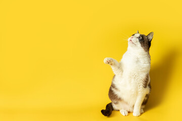 Adult grey and white cat raising his paw and looking up at free space on yellow background, empty...