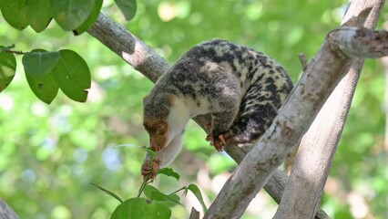 Waigeou cuscus or Waigeou spotted cuscus (Spilocuscus papuensis), Raja Ampat Biodiversity Nature Resort, Waigo, Raja Ampat, West Papua, Indonesia