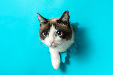 Cat peeking out through hole in blue paper, banner with free space for veterinary clinic design