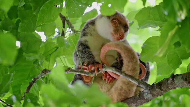 Waigeou cuscus or Waigeou spotted cuscus (Spilocuscus papuensis), Raja Ampat Biodiversity Nature Resort, Waigo, Raja Ampat, West Papua, Indonesia