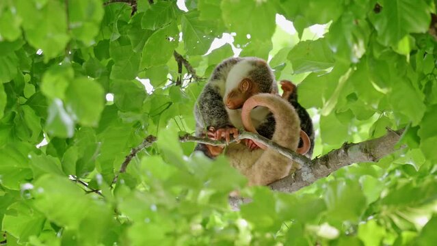 Waigeou cuscus or Waigeou spotted cuscus (Spilocuscus papuensis), Raja Ampat Biodiversity Nature Resort, Waigo, Raja Ampat, West Papua, Indonesia