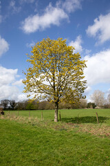 A single tall tree with yellow leaves on a sunny day with clouds in a field with a wooden fence