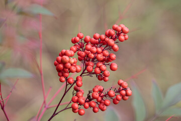 Autumn Concept , Red Winter Berries in Autumn