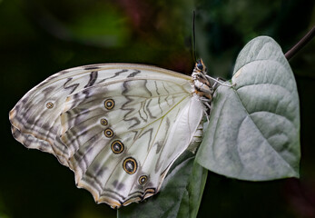 White Morpho Tropical Butterfly