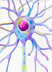 A motor neuron brain cell, hand drawn illustration