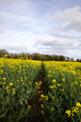 Path through a yellow rapeseed field in the English countryside, leading to a row of trees in the distance