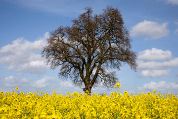 A field of yellow rapeseed with a tall lone tree at the centre of the image