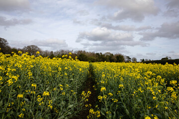 Path through a yellow rapeseed field in the English countryside, leading to a row of trees in the...