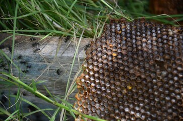 A bee is flying over a honeycomb