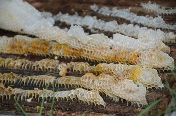 A bunch of honeycomb is on the ground