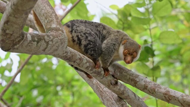 Waigeou cuscus or Waigeou spotted cuscus (Spilocuscus papuensis), Raja Ampat Biodiversity Nature Resort, Waigo, Raja Ampat, West Papua, Indonesia