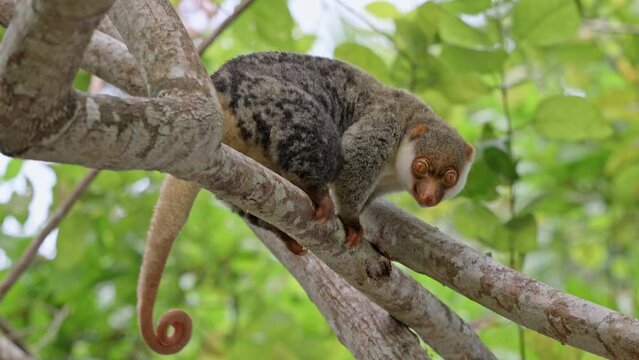 Waigeou cuscus or Waigeou spotted cuscus (Spilocuscus papuensis), Raja Ampat Biodiversity Nature Resort, Waigo, Raja Ampat, West Papua, Indonesia
