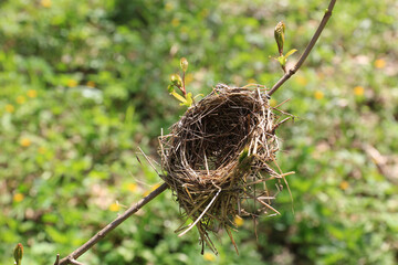 bird nest on twig - 779847982
