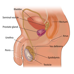 male reproductive system, male reproductive system diagram, ,Testes
,Semen
,Sperm
,Scrotum
,Penis ,Prostate
,Vas deferens
,Epididymis
,Ejaculation
,Urethra
,Seminal vesicles
,Bulbourethral glands
 - obrazy, fototapety, plakaty