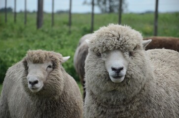 Obraz premium A group of sheep are standing in a field with a fence in the background